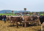 Chilbi und Viehschau Schänis