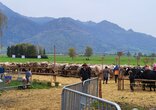 Chilbi und Viehschau Schänis