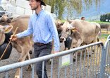 Chilbi und Viehschau Schänis