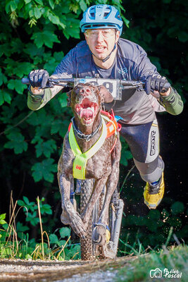 Hundezugsport