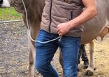 Chilbi und Viehschau Schänis